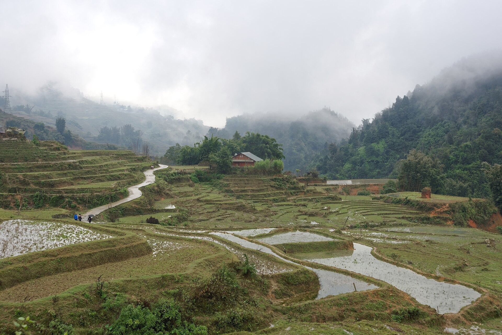 Ruộng bậc thang Sa Pa trong sương